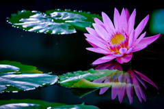 反射の花