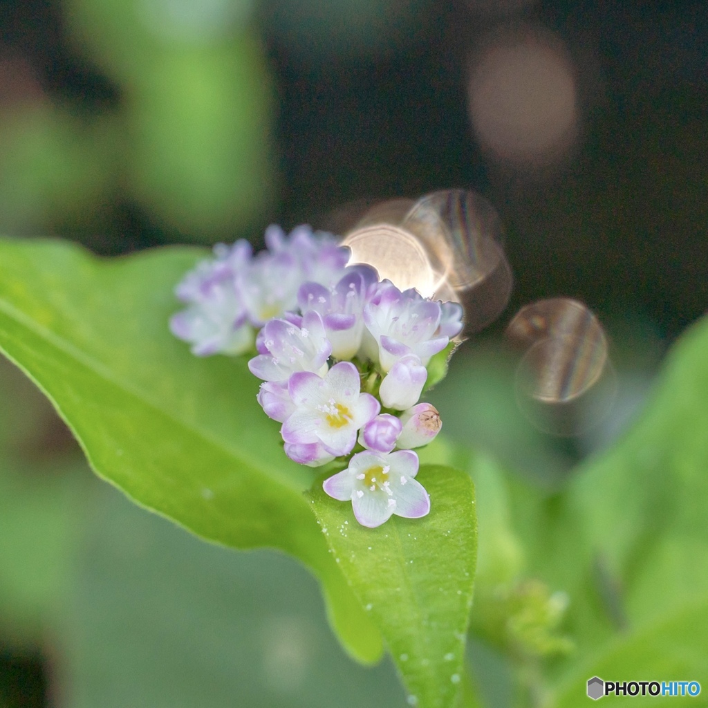 ミゾソバ(ウシノヒタイ)