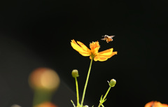 僕だけの花