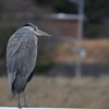 雨に耽る