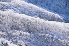 冬枯れの雪化粧