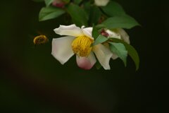 花を求めて