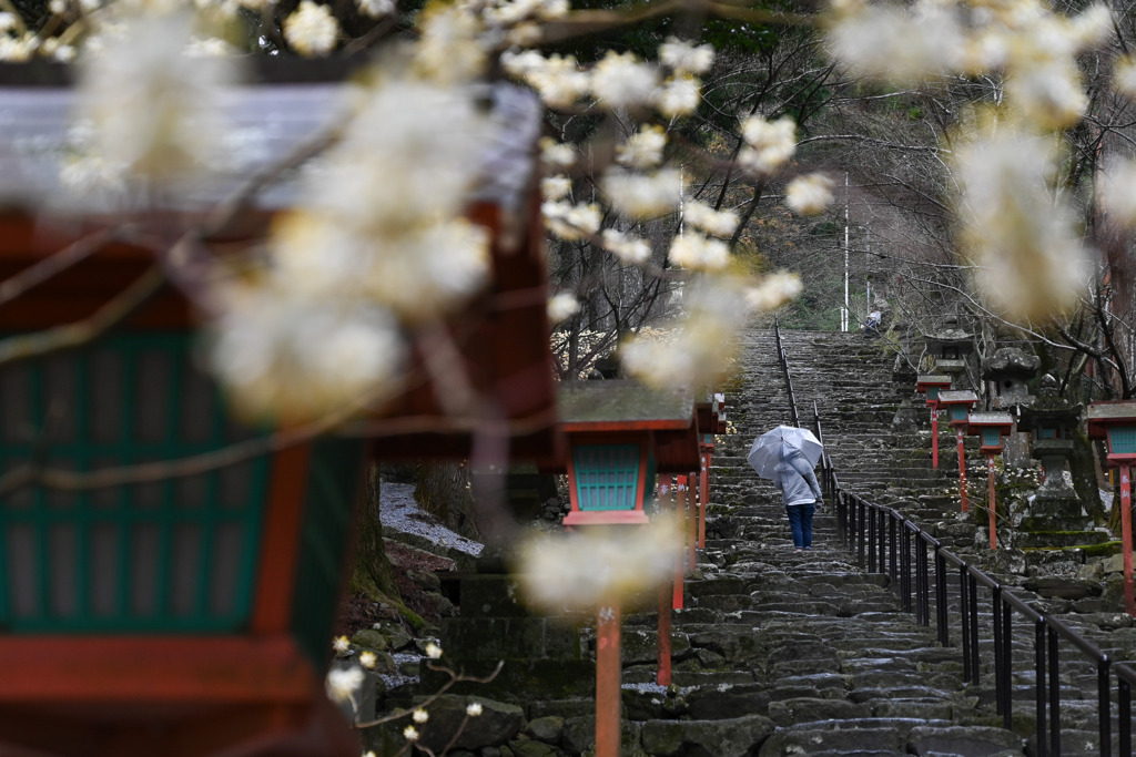 雨の参道
