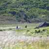 金色の草原