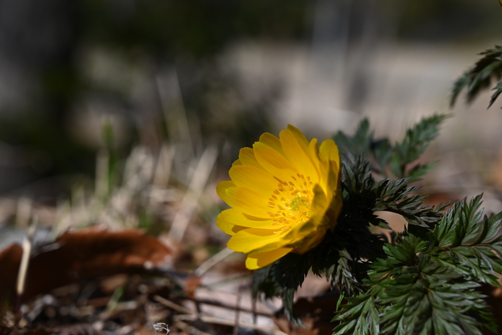 幸せの花