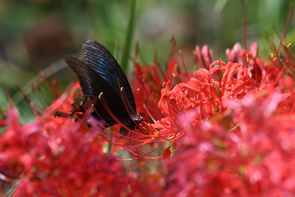 彼等の花園