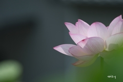 ただ在る花