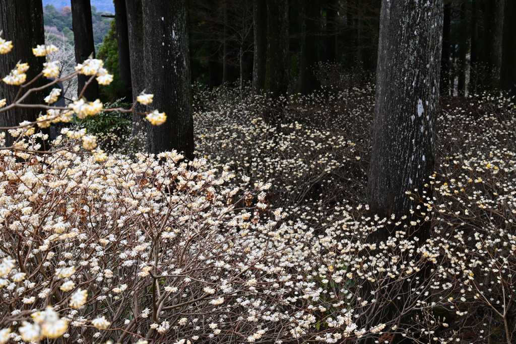 幻想の花畑