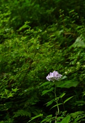 孤高の紫陽花