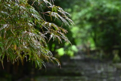 雨上がりの参道