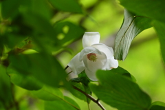 高嶺の花