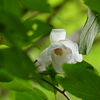 高嶺の花