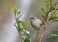 鳴かせてみせる？
