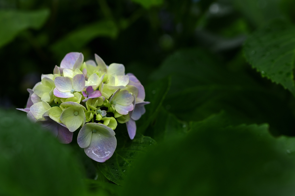 誰かの花束