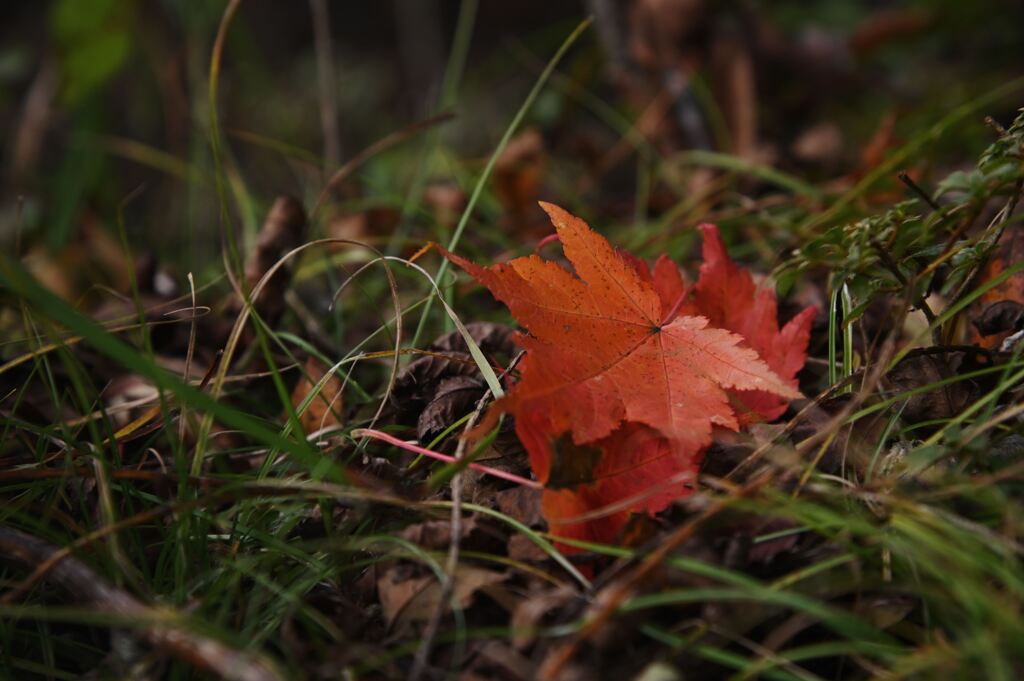 落紅葉