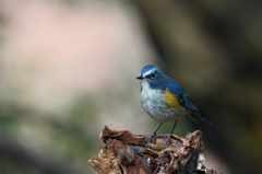 青い鳥現わる