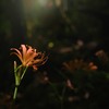 照らされて