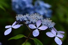 紫陽花ブーケ