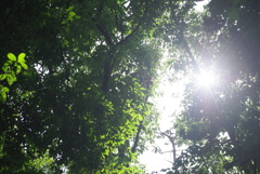 Green Forest