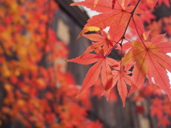 地元紅葉狩り