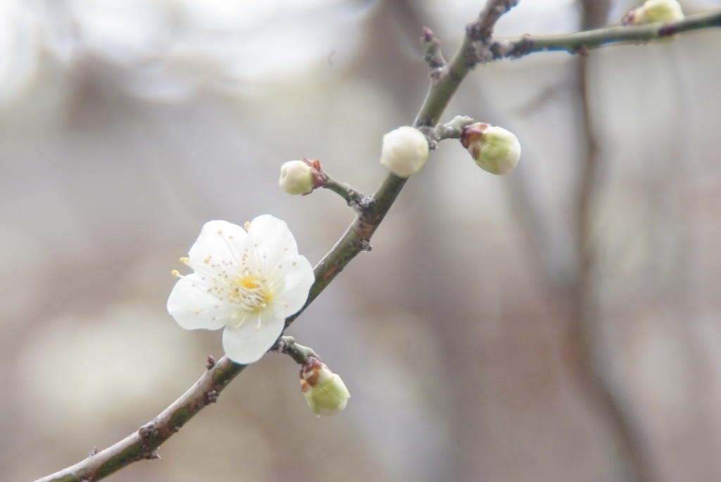 春を告げる花