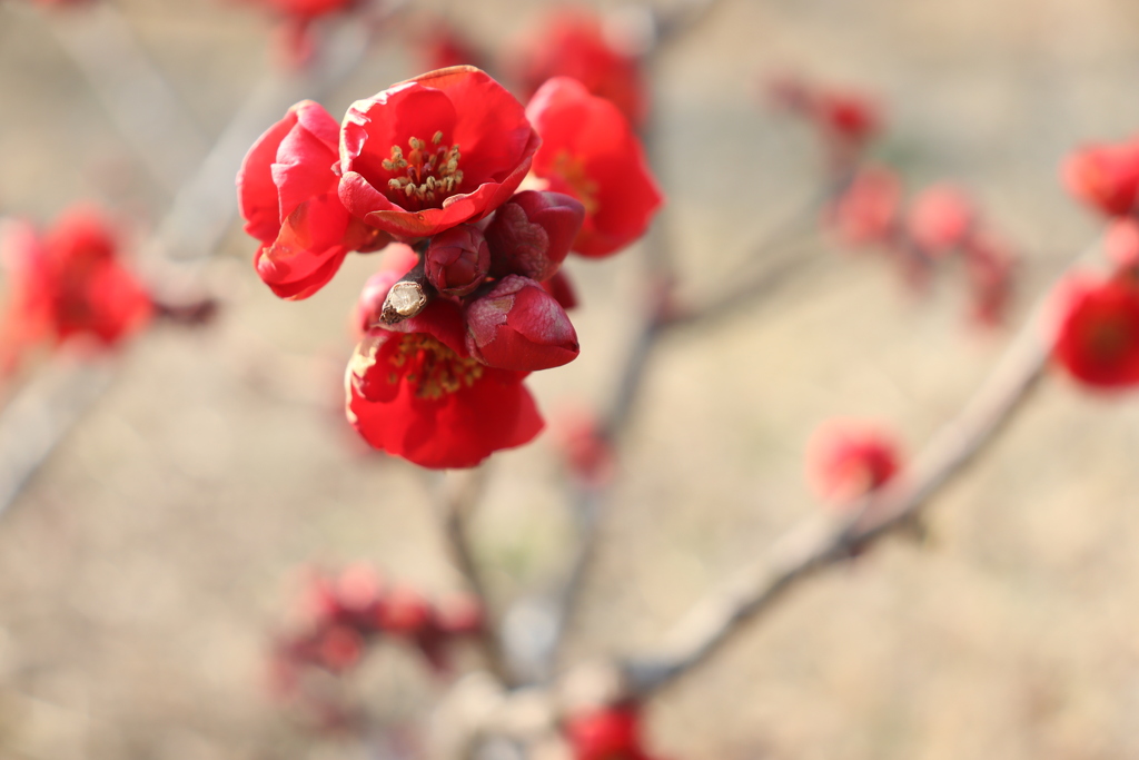 春の紅い花