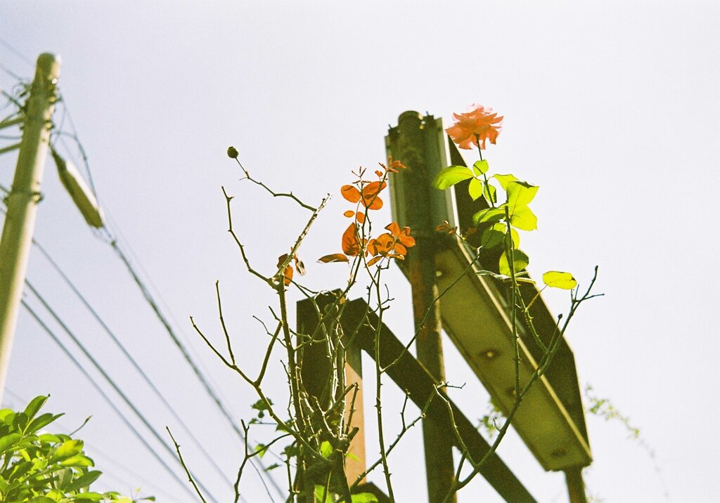 Flowers for russian camera