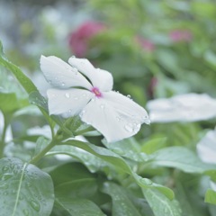 Raindrops remains on rainy Wednesday