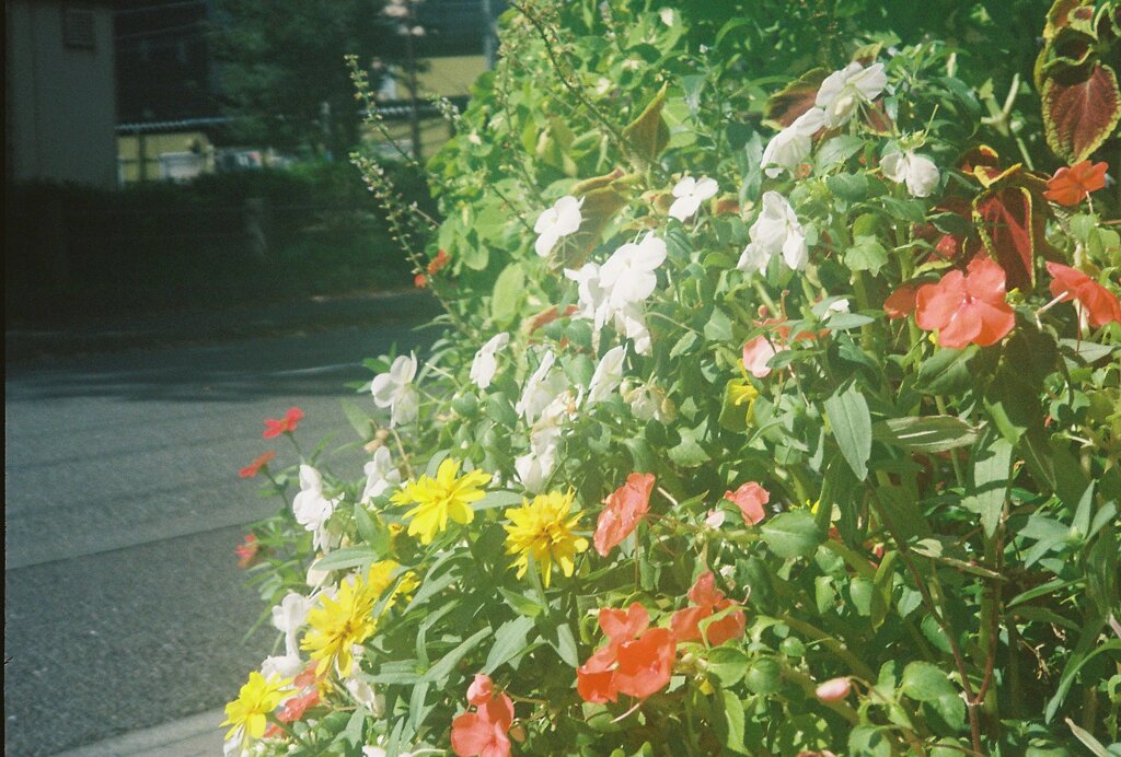 Flowers taken by Ricoh RT-550