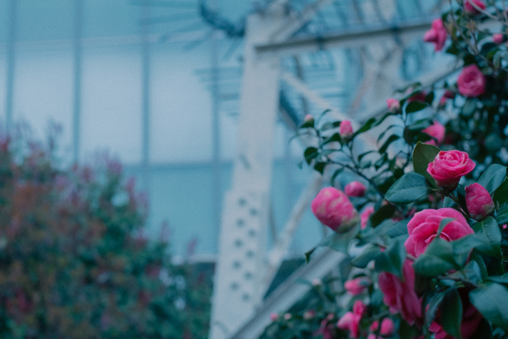 Flowers under the cloudy sky