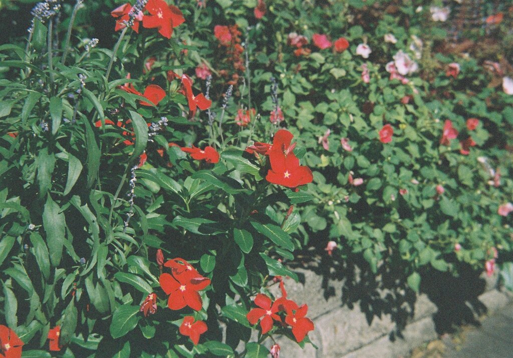 Flowers taken by LOMO SOKOL  2