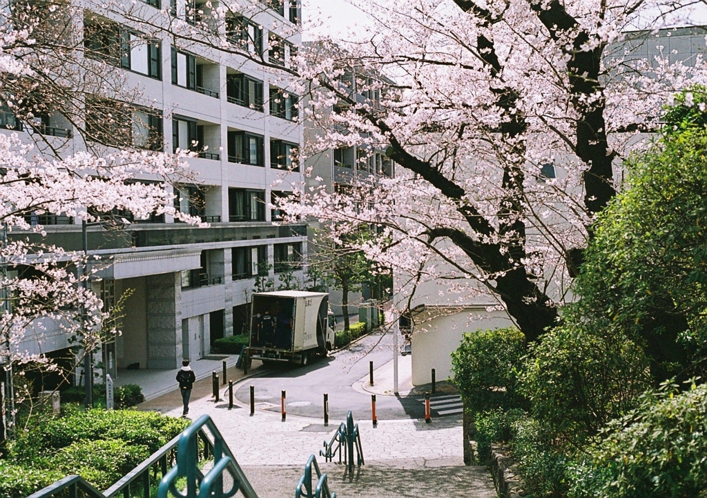 Cherryblossoms on film