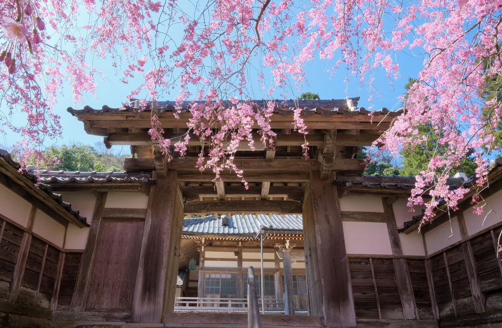 青空と桜