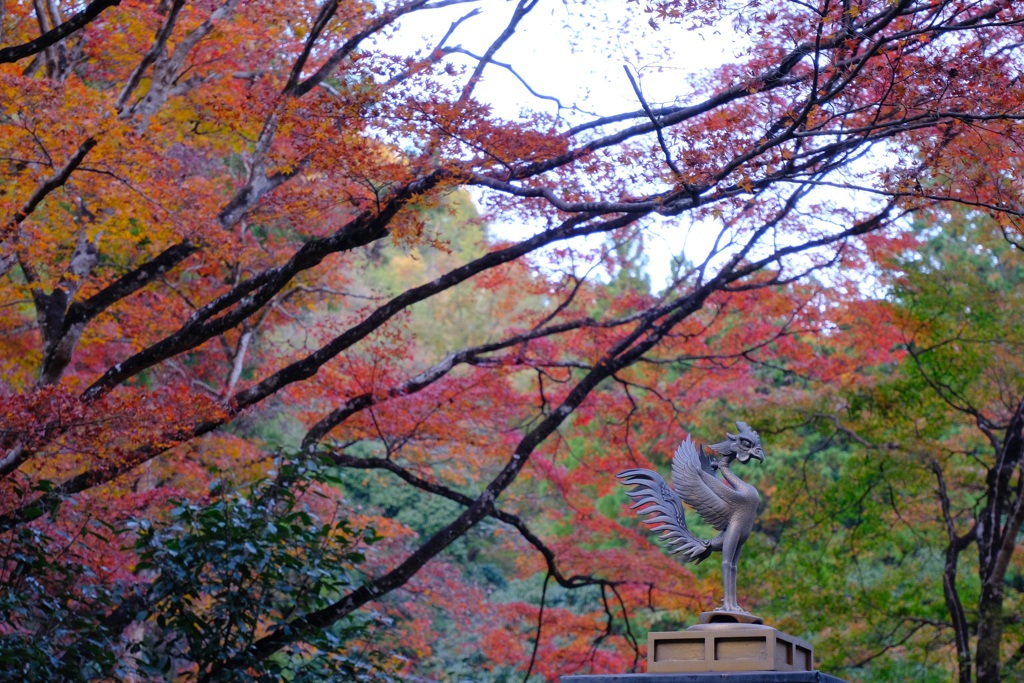 愛宕念仏寺の鳳凰