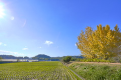 いちょうと田んぼと青空