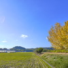 いちょうと田んぼと青空