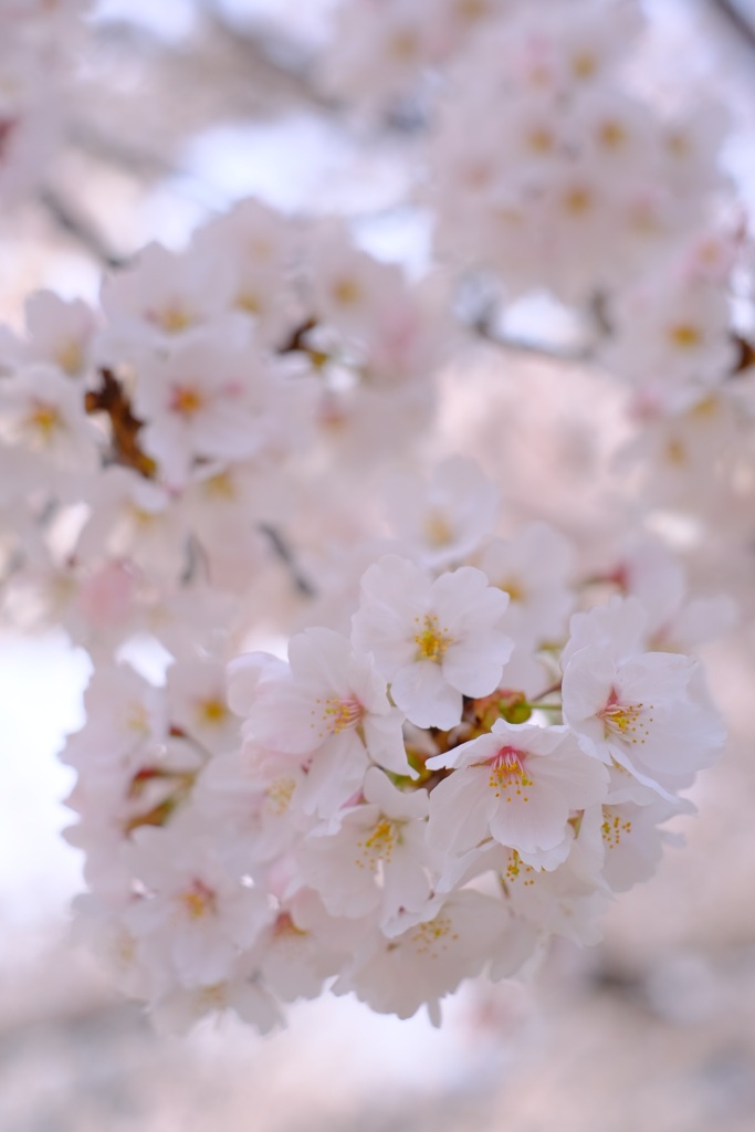 SAKURA②