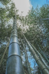 嵐山の竹②