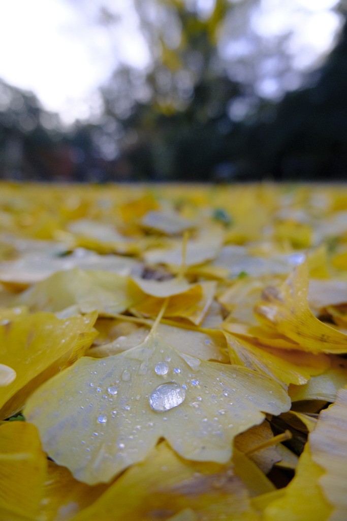雨の雫といちょうの絨毯