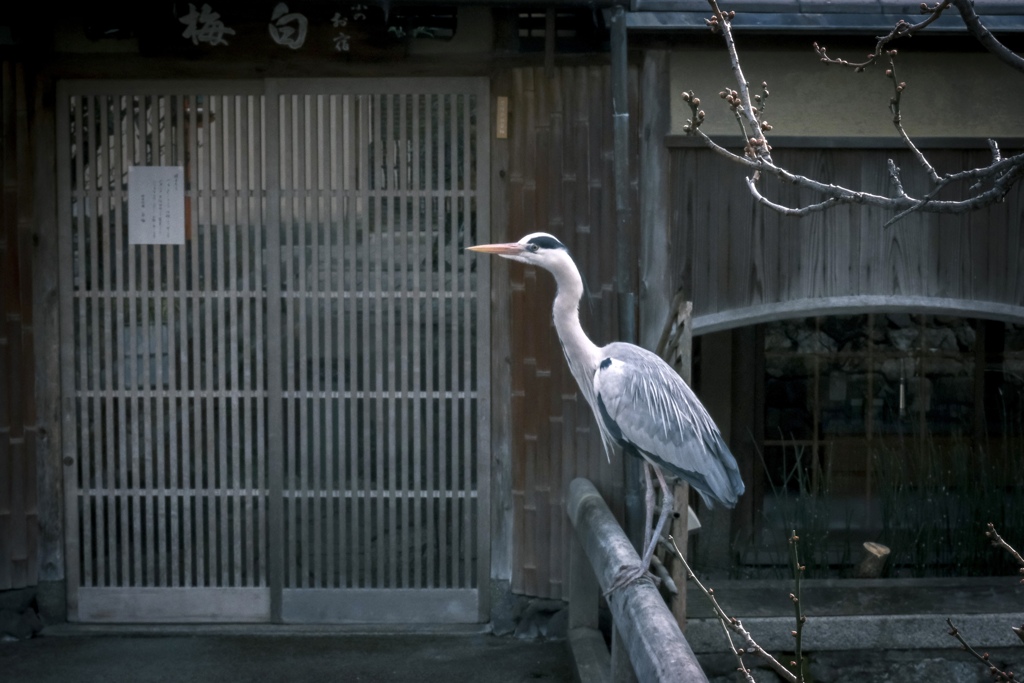 祇園の鷺