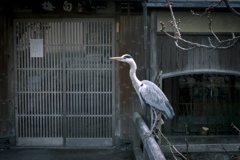 祇園の鷺