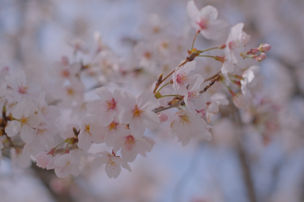 SAKURA①