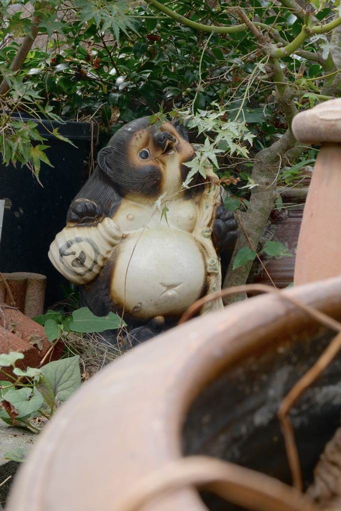 酔っ払い狸