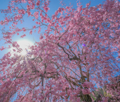 満開！枝垂れ桜