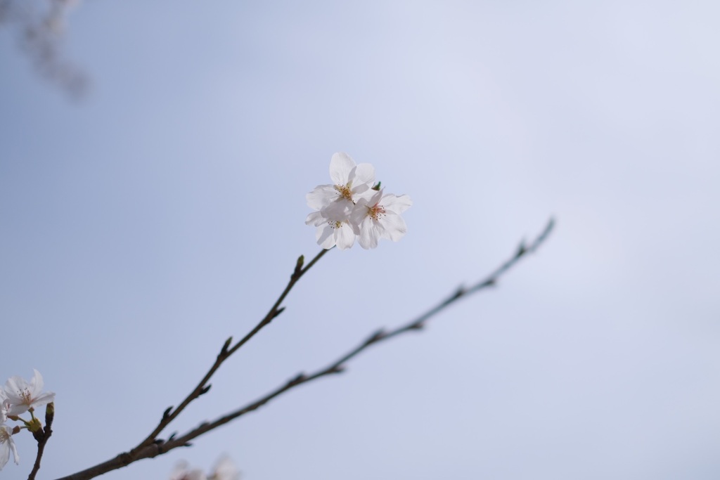 SAKURA③