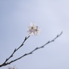 SAKURA③