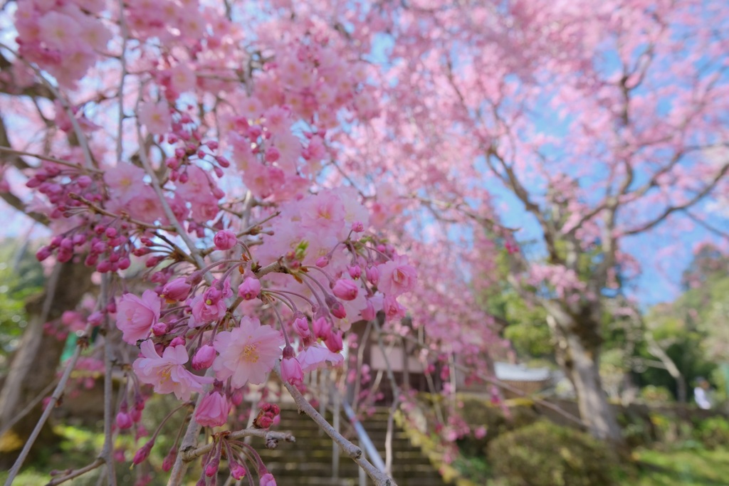 枝垂れ桜