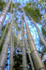 嵐山の竹①