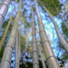 嵐山の竹①
