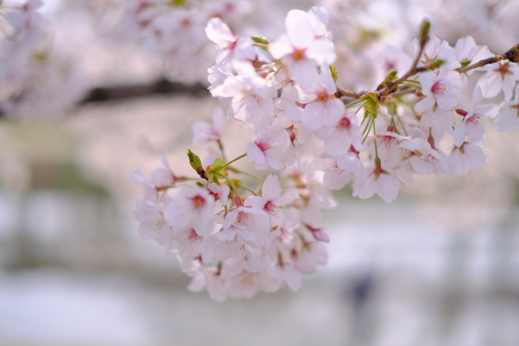 SAKURA④